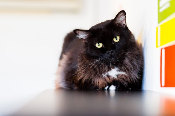 131204_nekononiwa_036