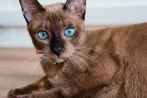 131204_nekononiwa_042