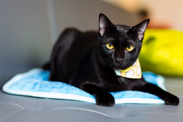 131204_nekononiwa_043