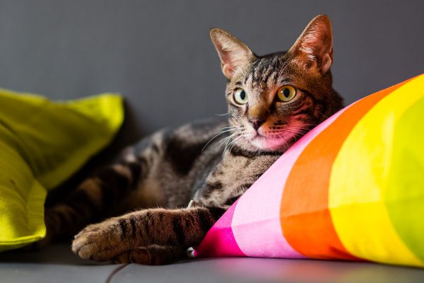 131204_nekononiwa_053