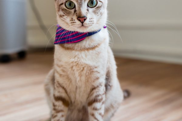 131204_nekononiwa_064