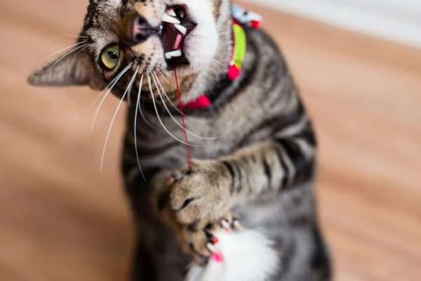 131204_nekononiwa_074