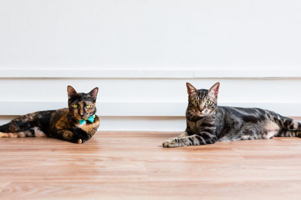 131204_nekononiwa_087