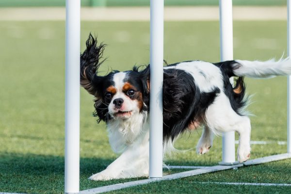 150118_agility_060_web