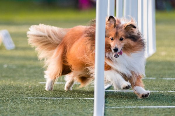 150118_agility_118_web