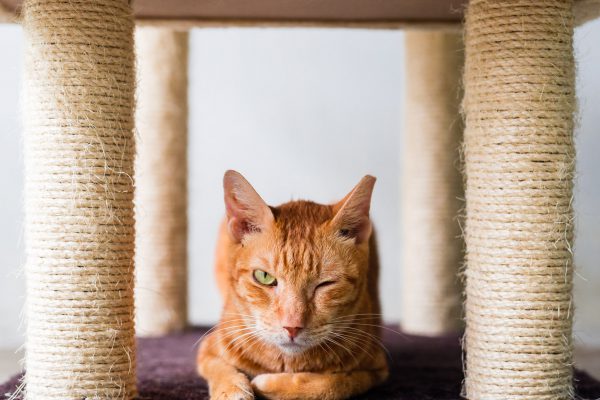 150129_lefeline_harvey_001_s