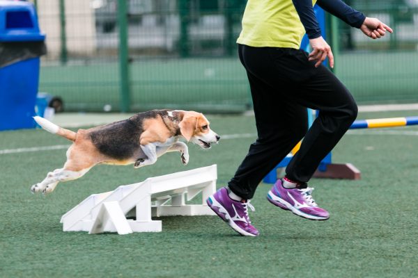150301_agility_014_web