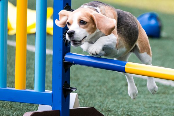 150301_agility_051_web