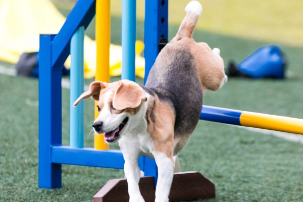 150301_agility_052_web