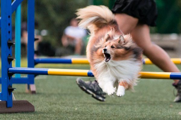 150301_agility_084_web
