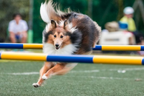 150301_agility_103_web