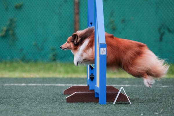 150510_agility_113_web