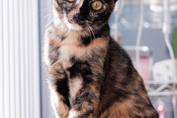 150524-_luvcat_029_web