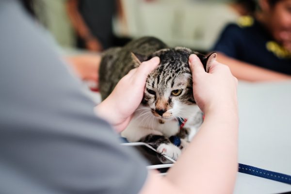 150708_catherapy_007