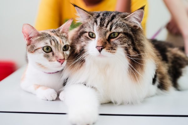 150708_catherapy_039