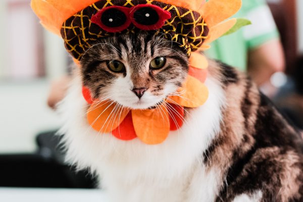 150708_catherapy_049