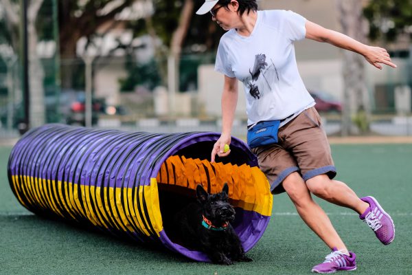 150725_agility_019_web