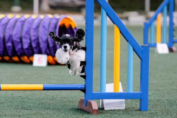 150725_agility_047_web