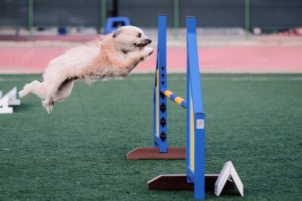 150725_agility_063_web