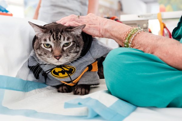 150725_catherapy_008