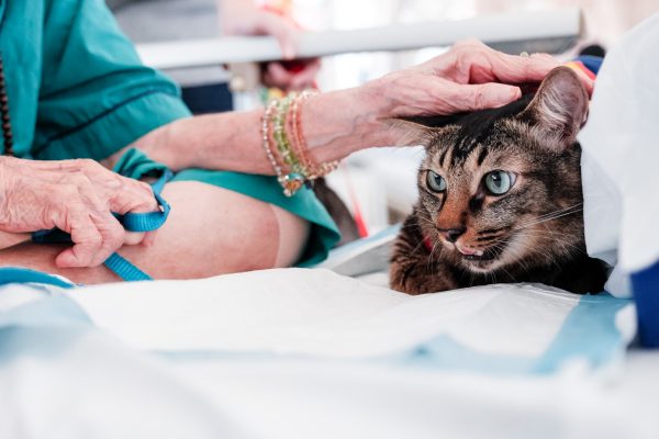 150725_catherapy_019