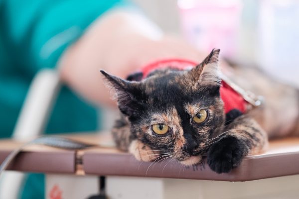 150725_catherapy_029