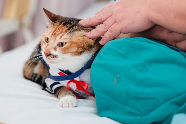 150725_catherapy_038