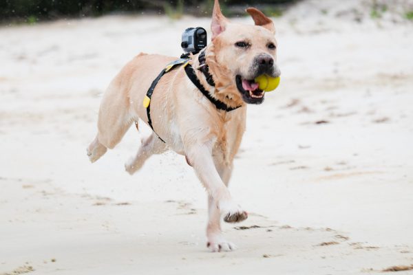 150913_flap_bday-066_s