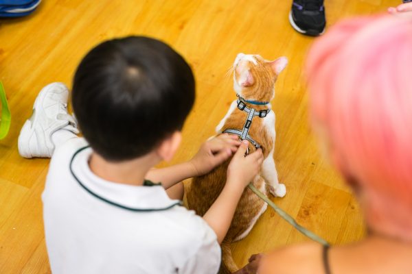 150917_cattherapy-012