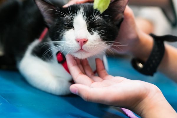 150917_cattherapy-051