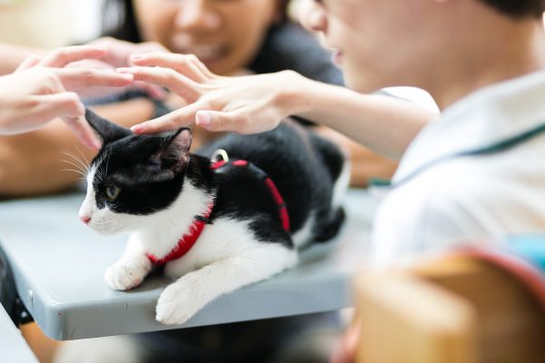 150917_cattherapy-057