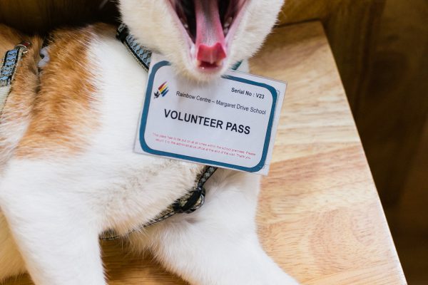 150917_cattherapy-062