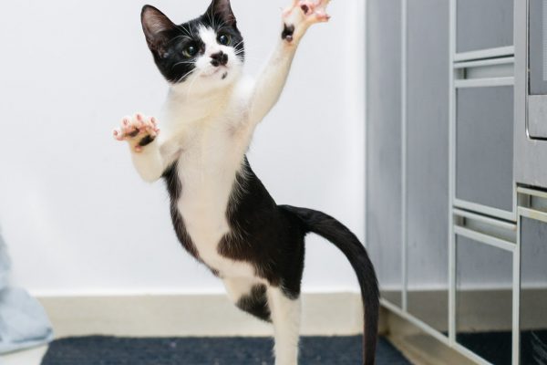 150917_luvcat-036bw_web