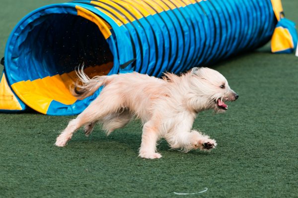 151107_uki_agility-024_web