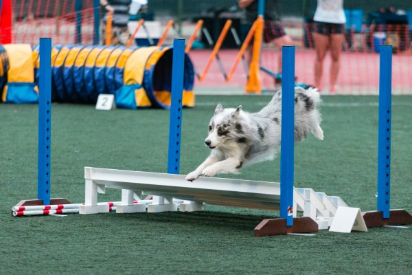 151107_uki_agility-170_web