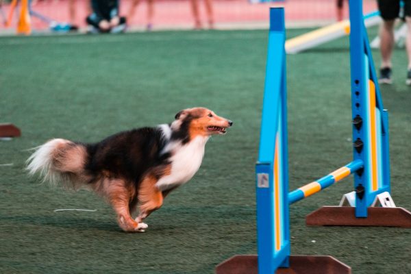 151107_uki_agility-201_web