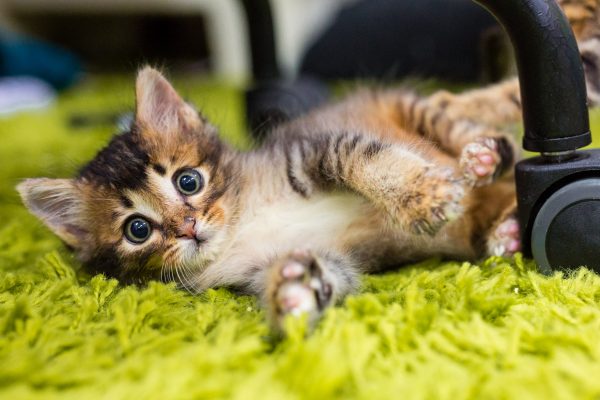 151202_luvcat-042_web