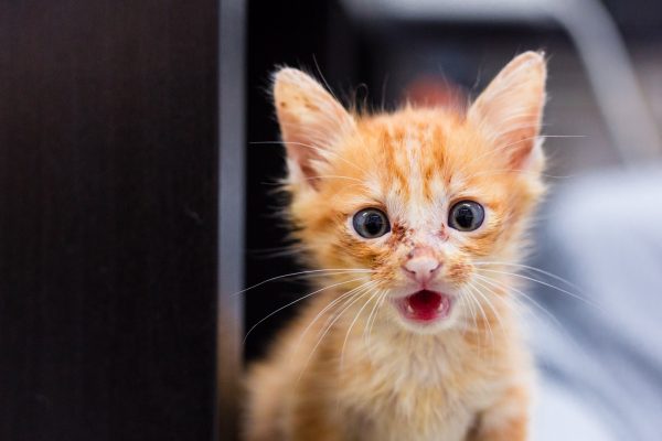 151202_luvcat-062_web