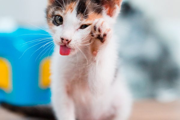 160117_luvcat-023_web