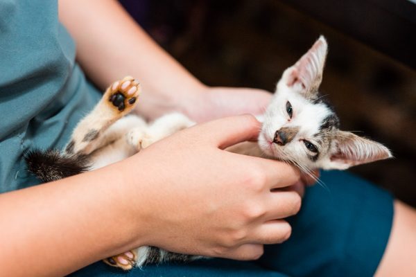 160714_luvcat-032_web