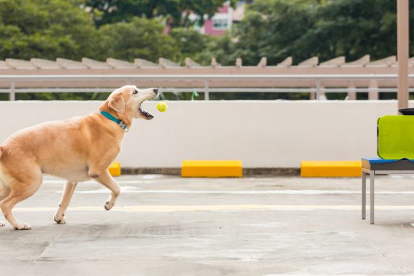 161101_flaps-042_web