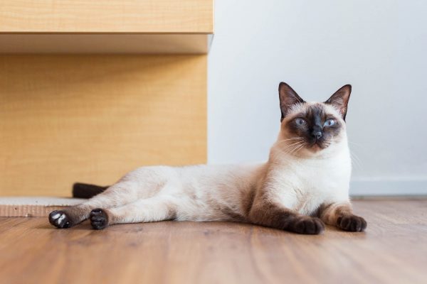 180227_MiuMiu-072_web