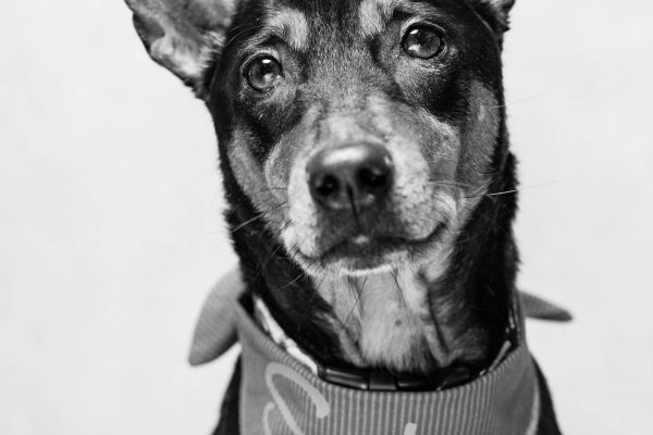 180604_Barkery-113_web