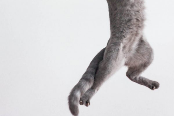 180715_Misty_Mochi-021_web