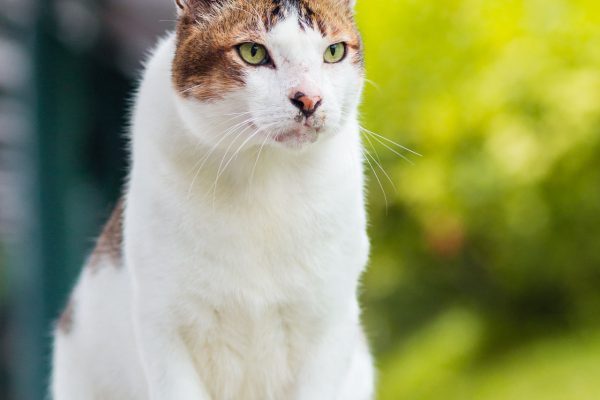 Lepak uncle cat of the Halls.