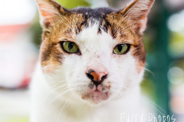 Here is is close-up resting dulan face.