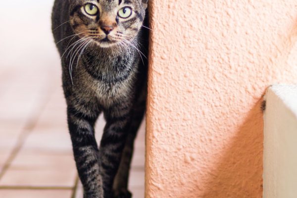 Playing hard to get she will turn around and tease you before running away when you get too close.