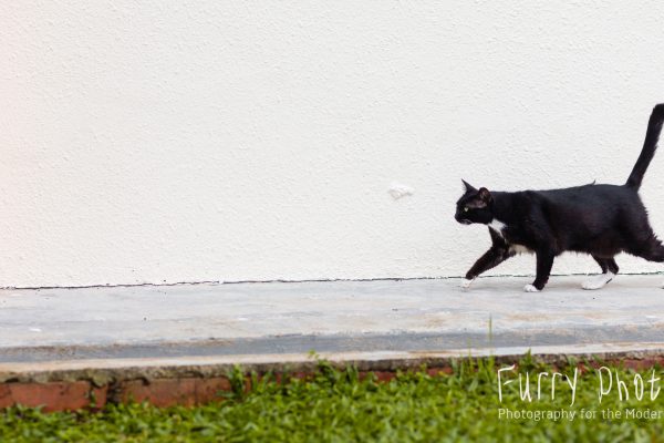 My bottle of dry kibble mix shake brings a the cats to the yard...