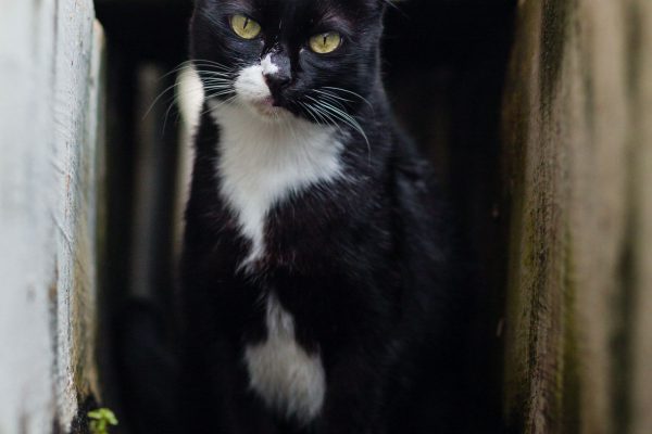 They call her the princess of Hall 2 but she is also a longkang cat at heart.