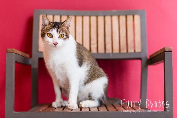 One of the youngest and most manja of the Hall cats.